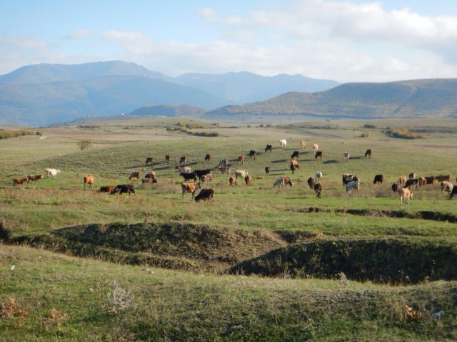 Giorgi's herd of cattle at the foot of the mountains