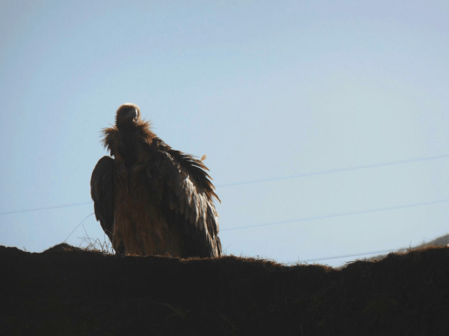Cue Lion King music