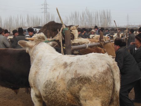 Getting a bit frisky, Kashgar, 4 Jan 15