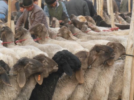 Neat and tidy, Kashgar, 4 Jan 15