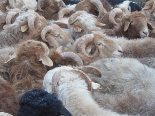 Chaos! Kashgar, 4 Jan 15
