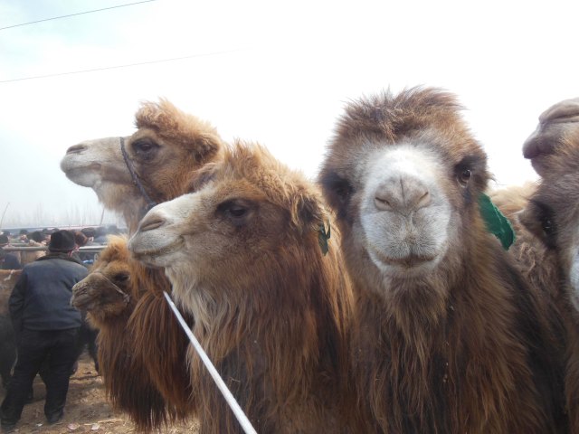 "What are you looking at?" Kashgar market, 4 Jan 15