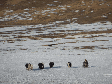 Herding yak by motorbike on the grasslands