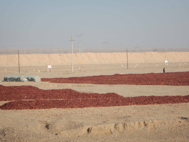 Bagging dried chillis, 8 Jan 15