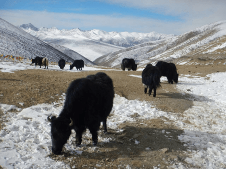 Yak at the top of another pass